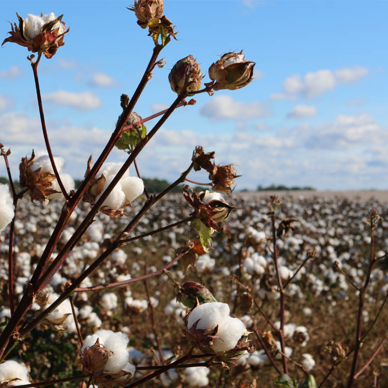 culture de coton bio