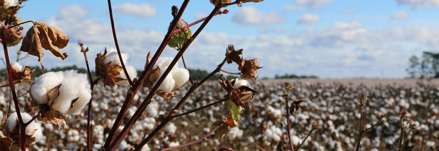 Coton Bio : avantages et inconvénients - Les Optimistes